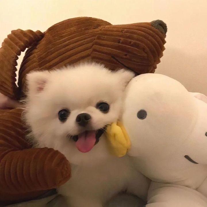 一只喵喵