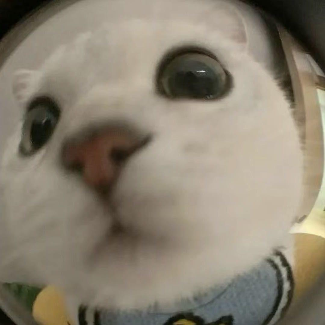 未成熟的蚊子（临期好物清仓）