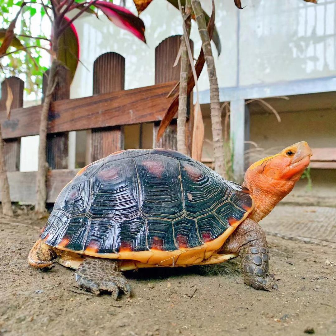 五月缘宠（收退坑🐢）
