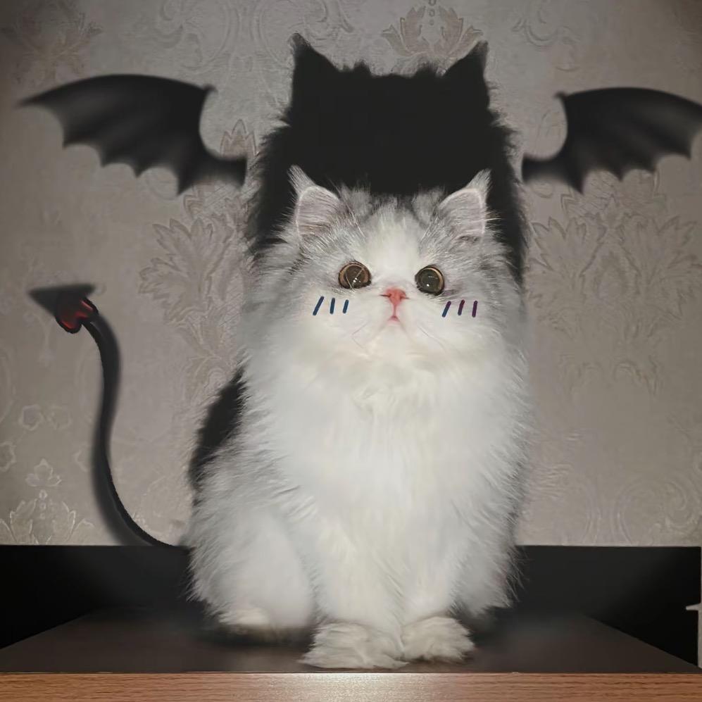 小鱼不肥🐟（嘉年华版）