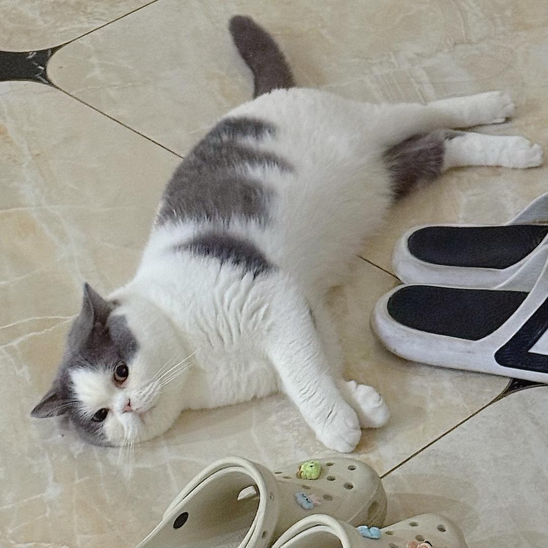 九月的猫