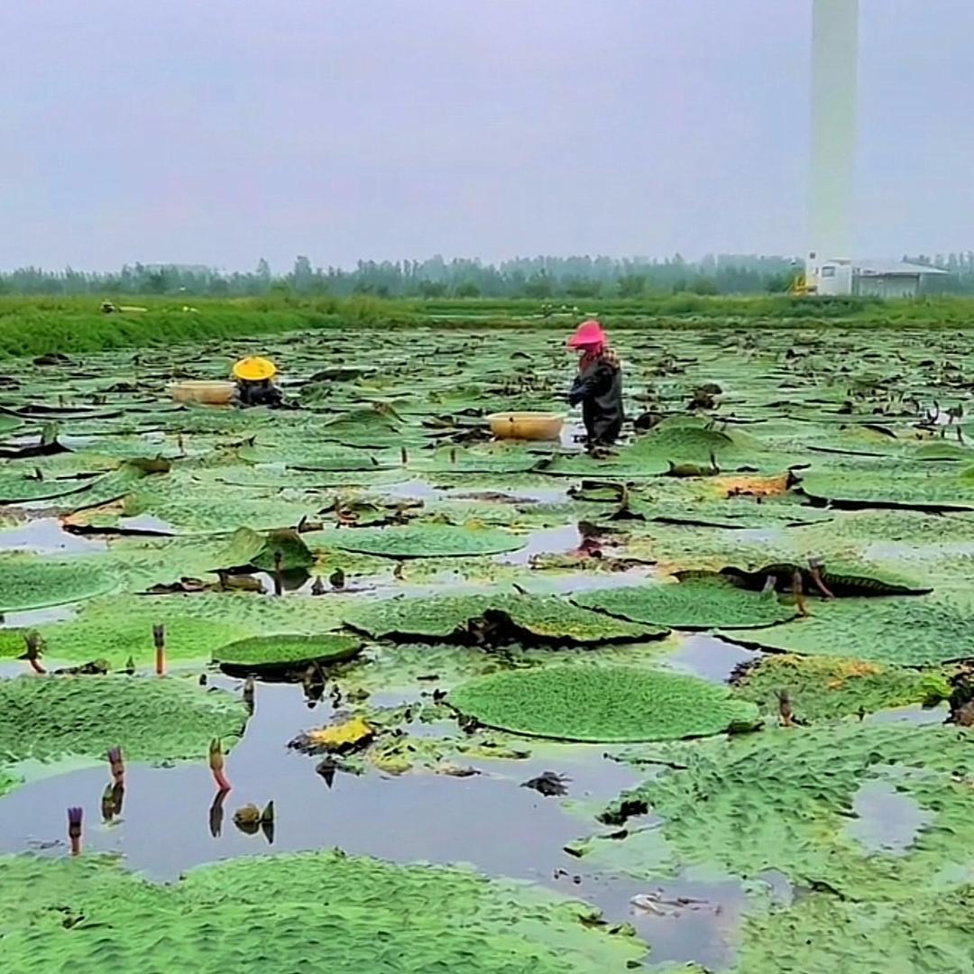 芡实(鸡头米)产地直销