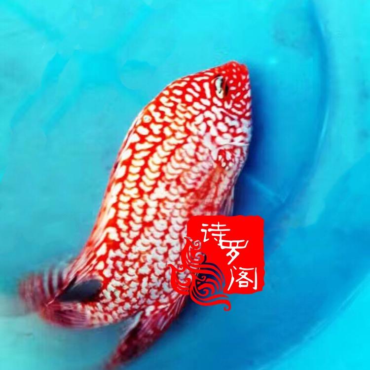 诗罗阁罗汉鱼