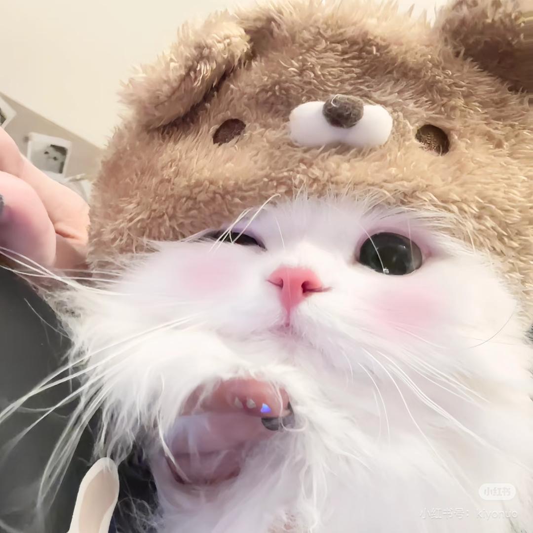 豆奶小喵