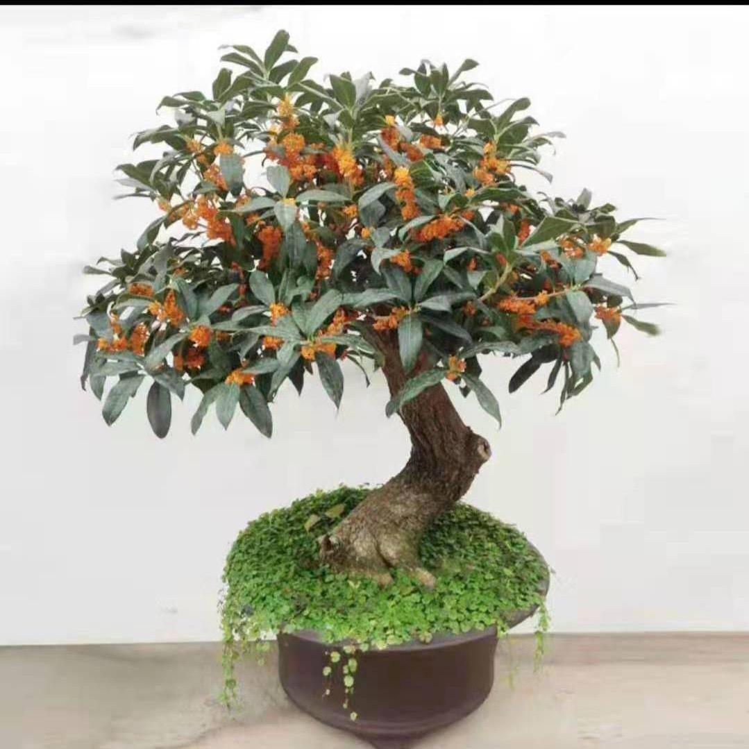 @暗香花坊