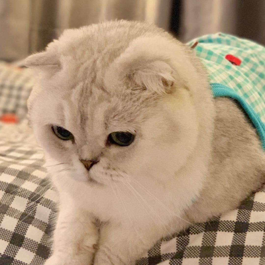 蛋蛋小奶猪