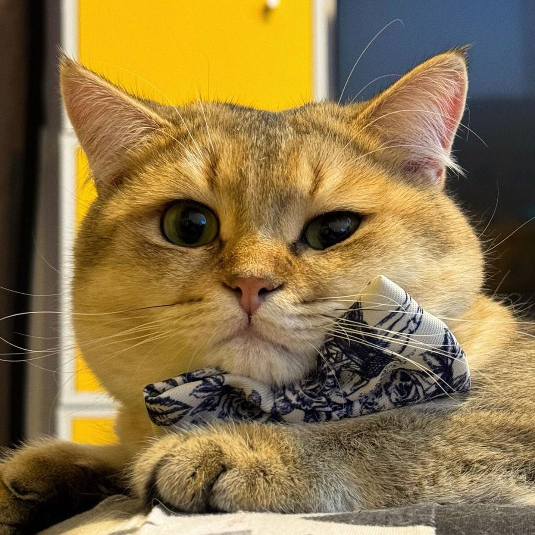 金猫猫男装