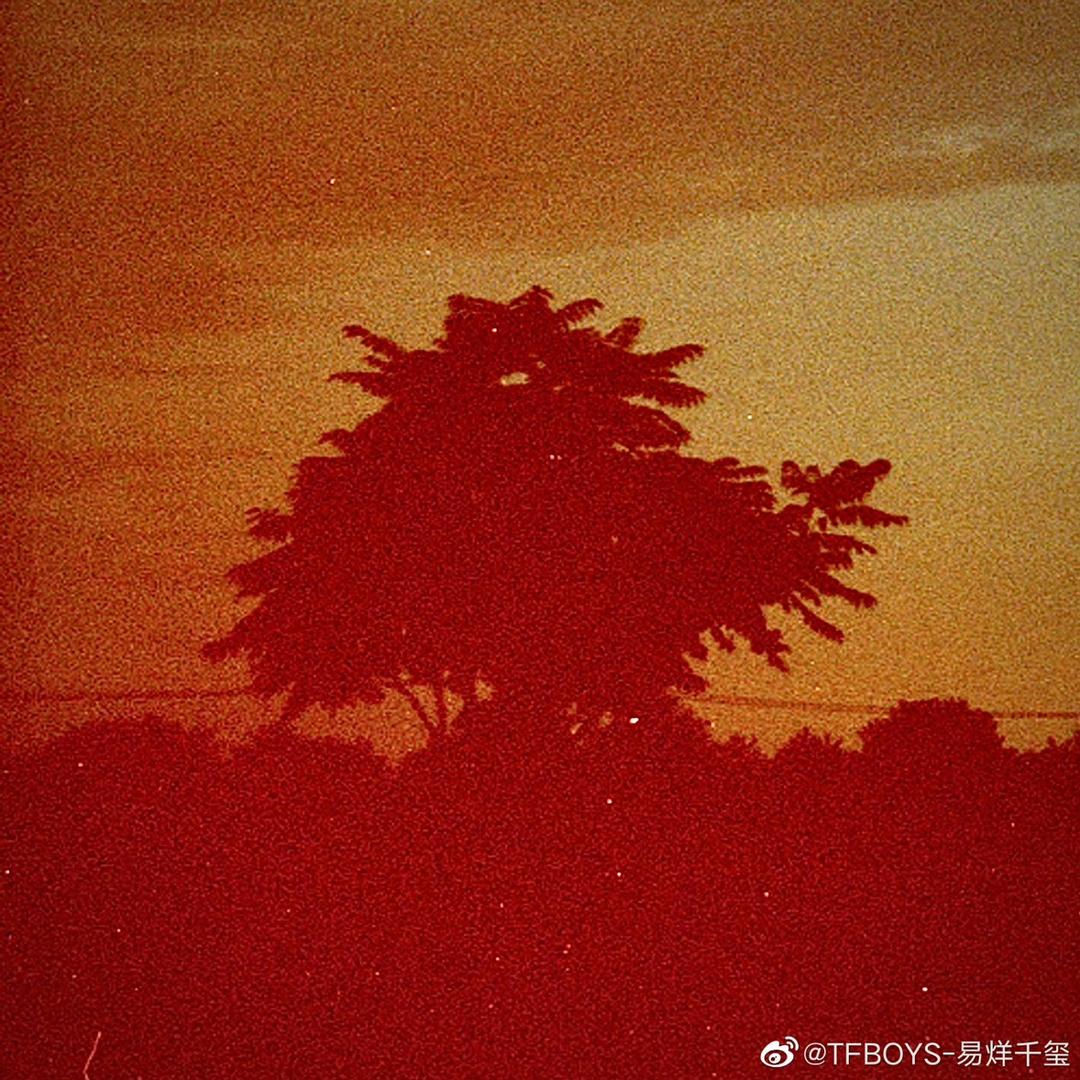 _一颗树