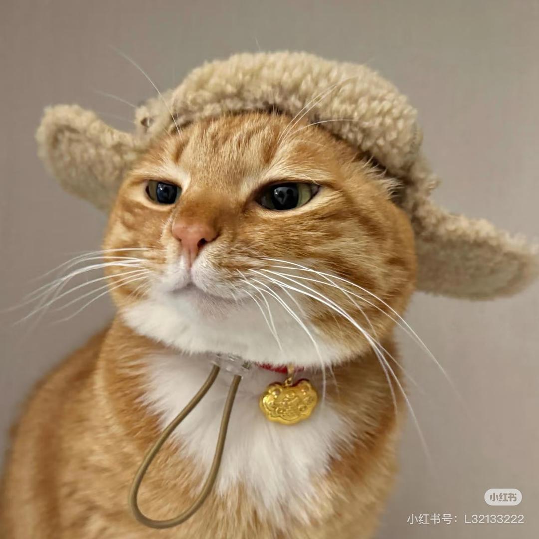 猪咪