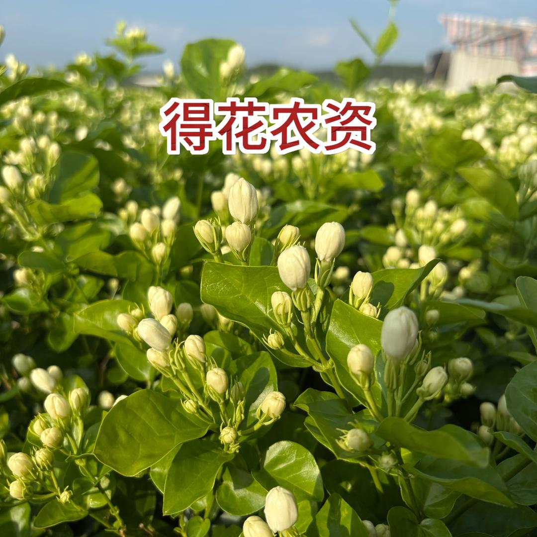 得花农资店