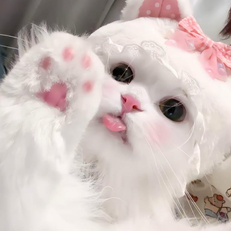 涵涵的猫(直播号）