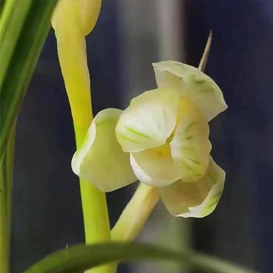 禧卉兰业（莲瓣兰分享）