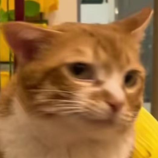 小破猫金宝儿