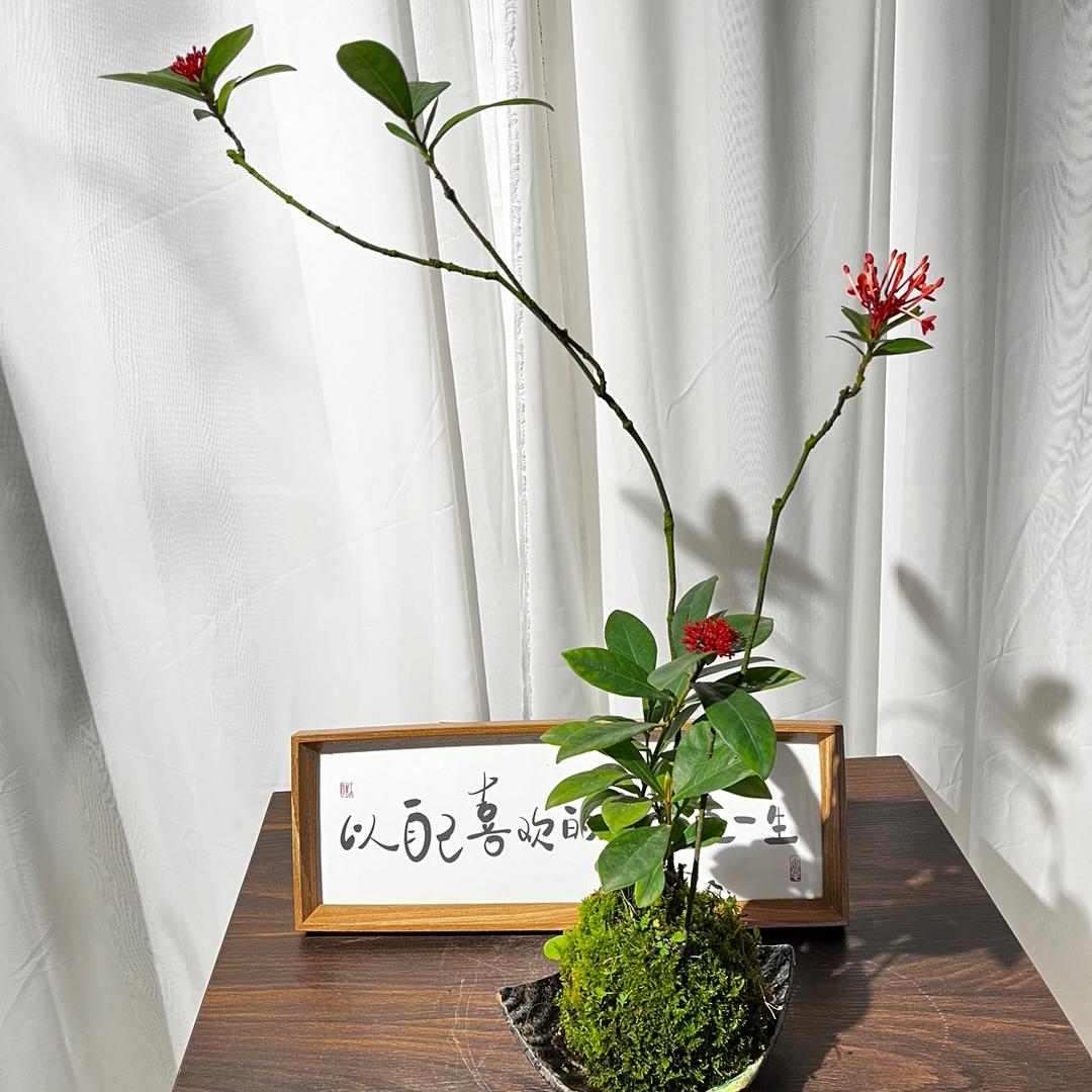 叶千叶绿植微盆景生活美学馆