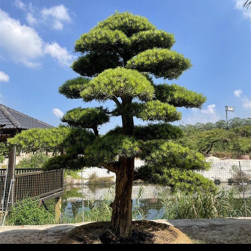 花千树园艺
