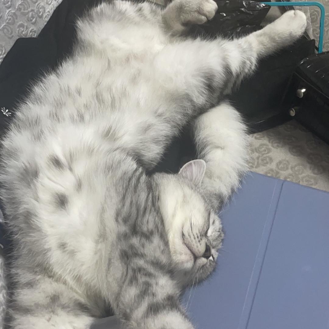 猫猫仔子