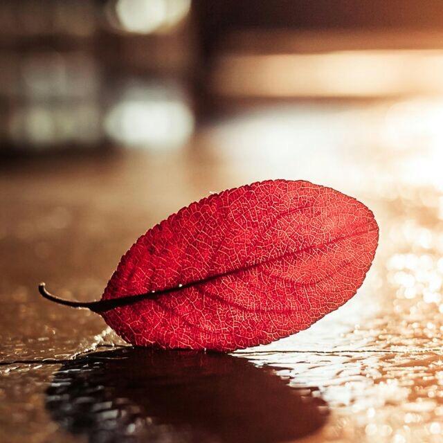 智