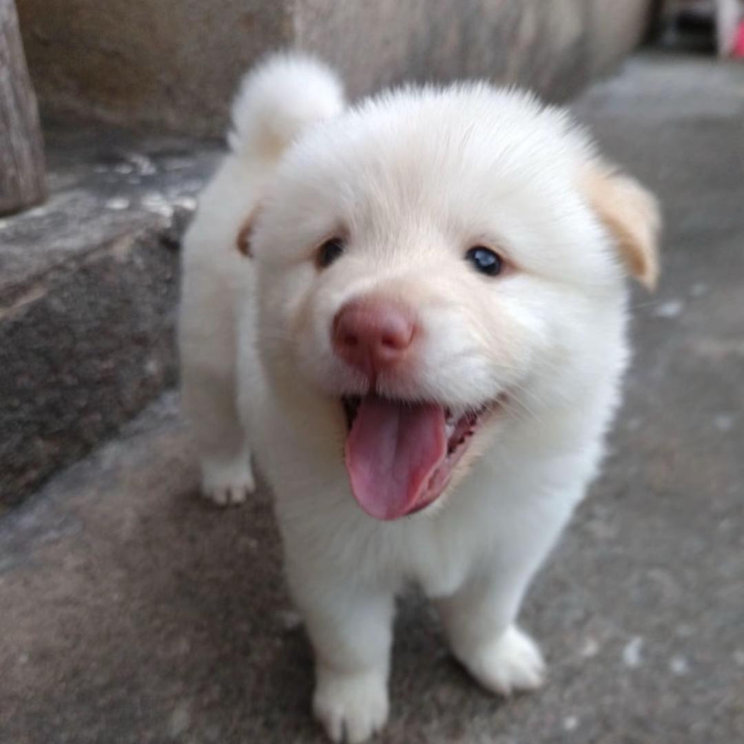 狗界陈冠西