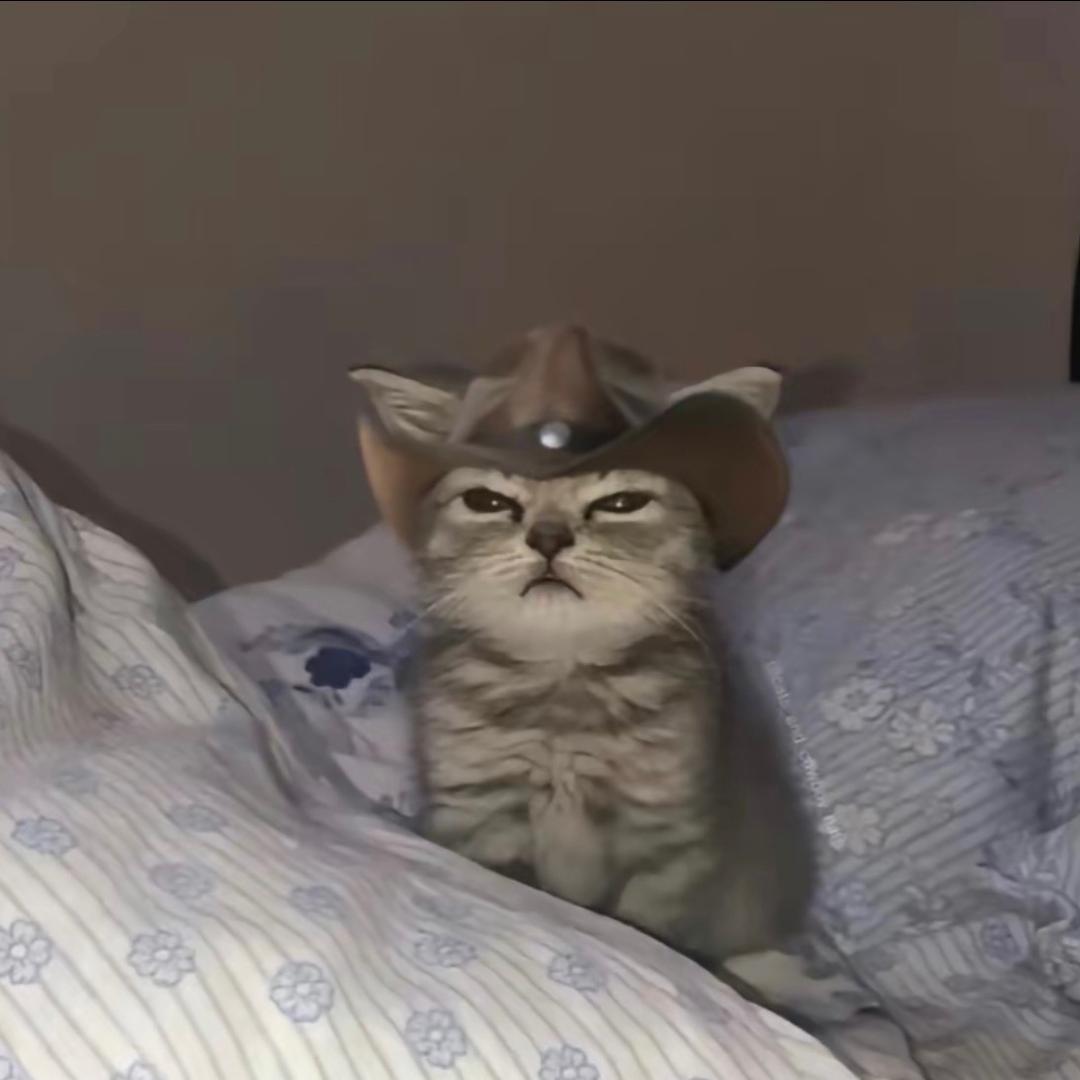 街上的猫