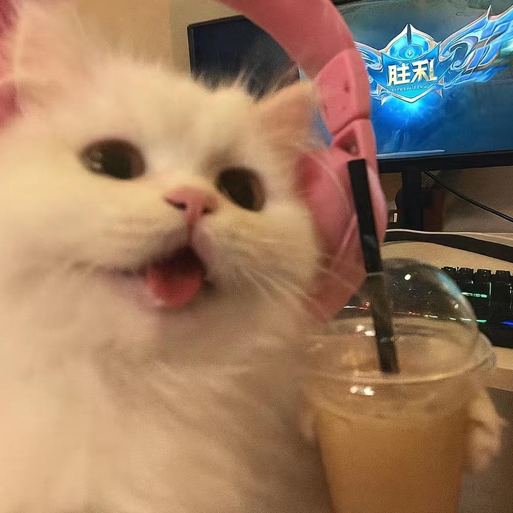 小猫猫猫猫