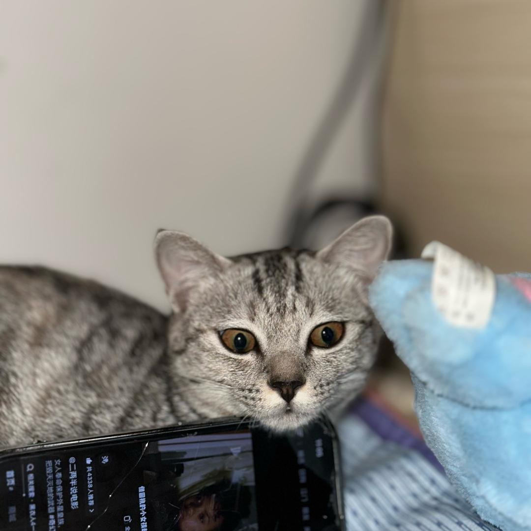 匿名小成