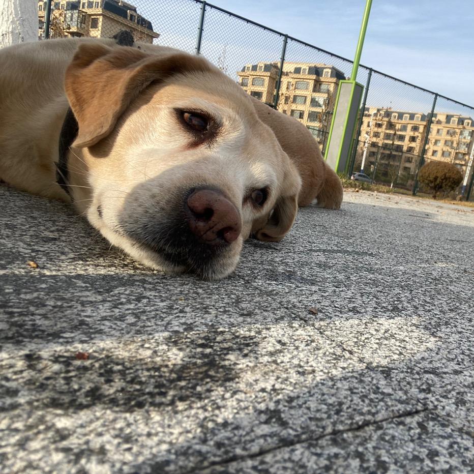 拉布拉多萌萌🥰