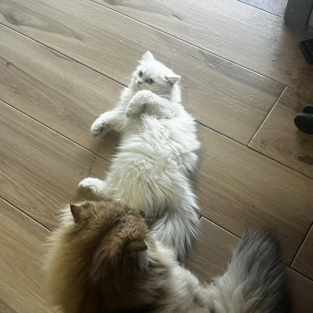 我在农村喂鸡