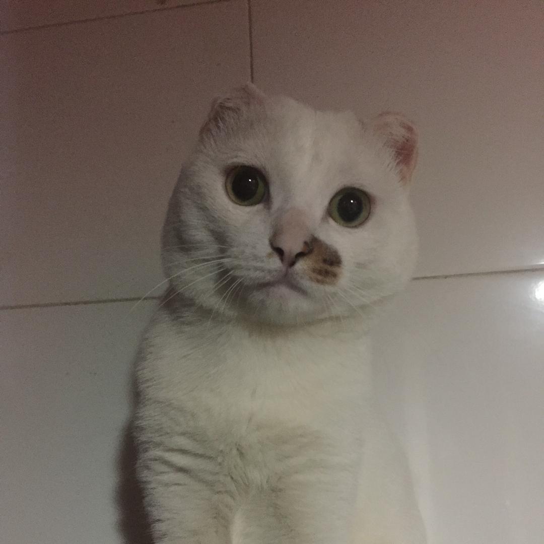 克啼豆