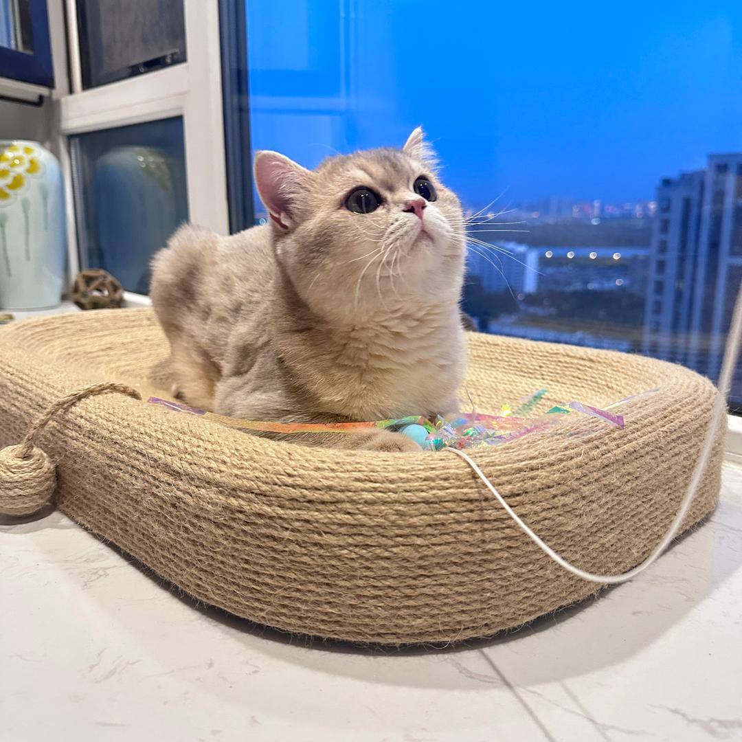 呆萌菠萝包