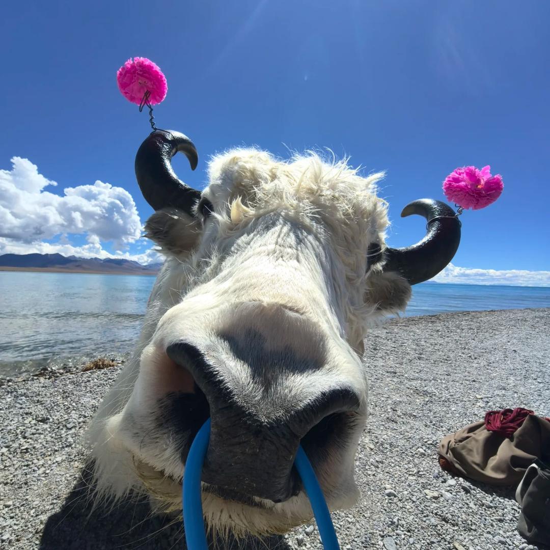 半头牛🐮