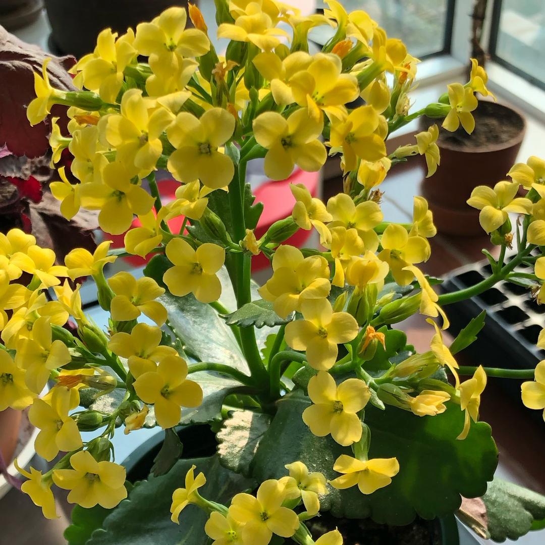 豆豆 小时达运营