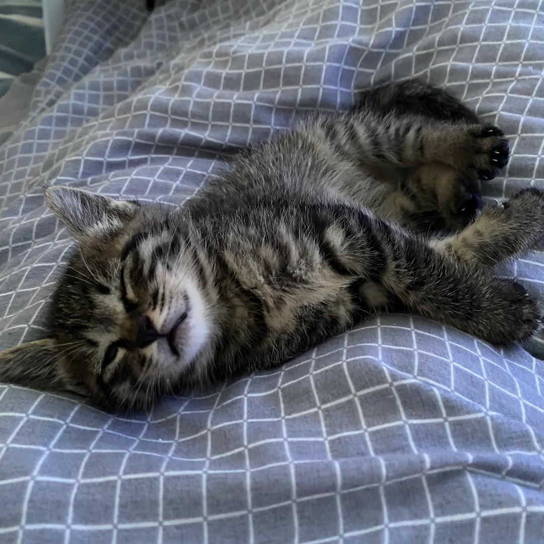 Jo是个长不大的喵