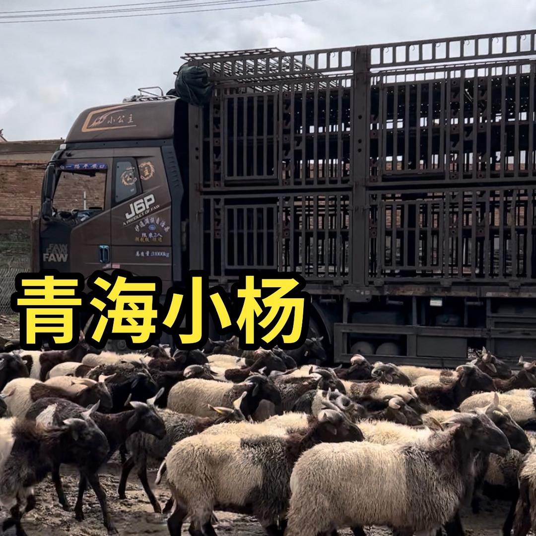 羊苗搬运工   青海小杨