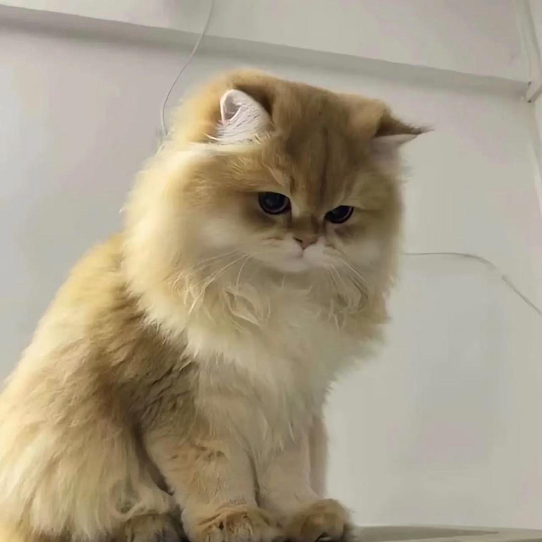 喵喵有礼 ᓚᘏᗢ