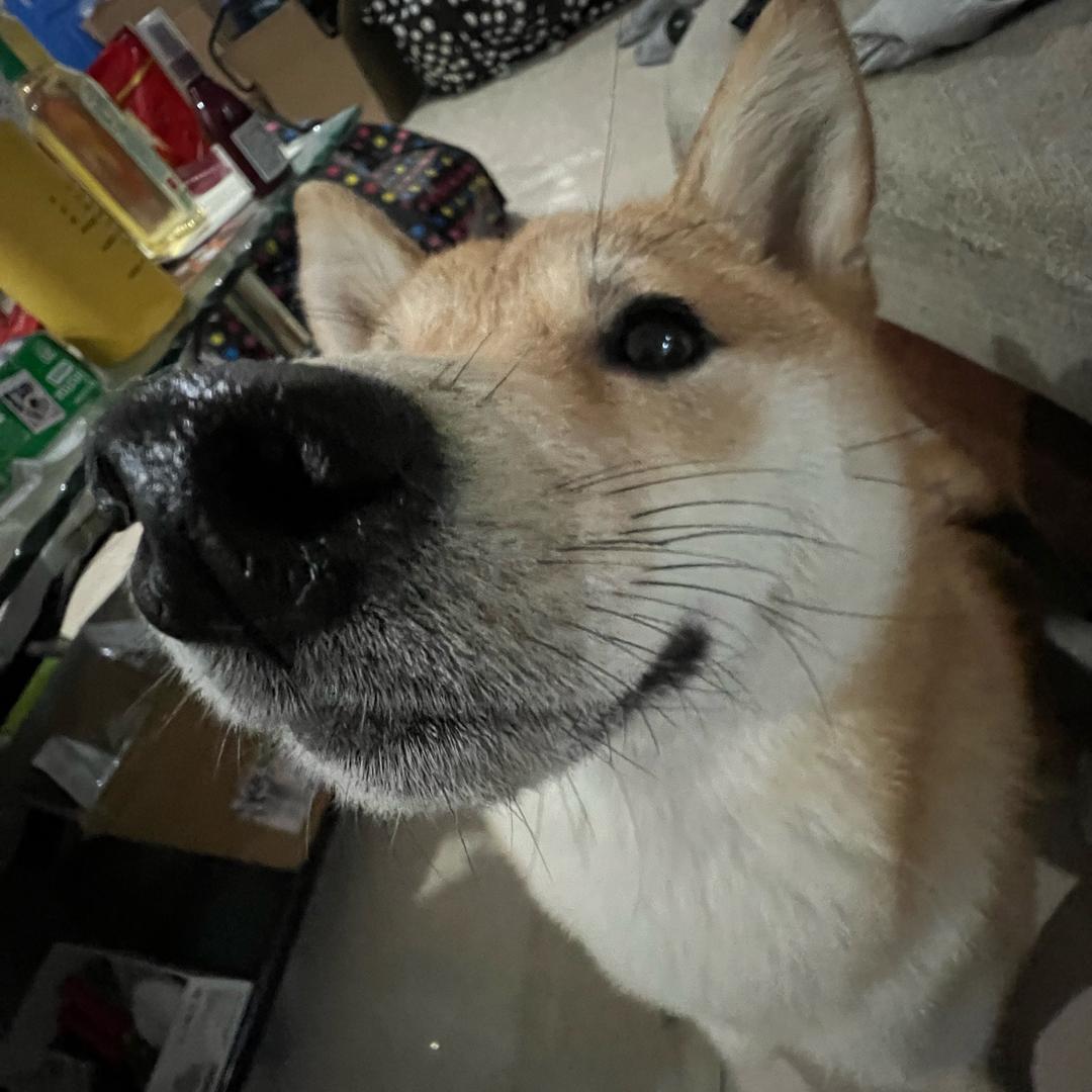 哑巴老八