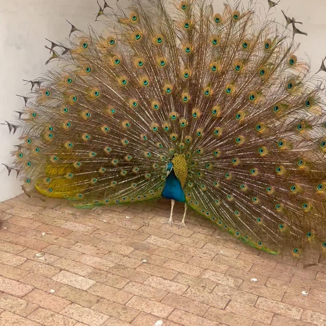 AAA孔雀🦚凤凰