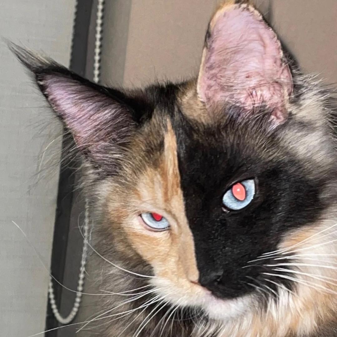 猫与旧铺_