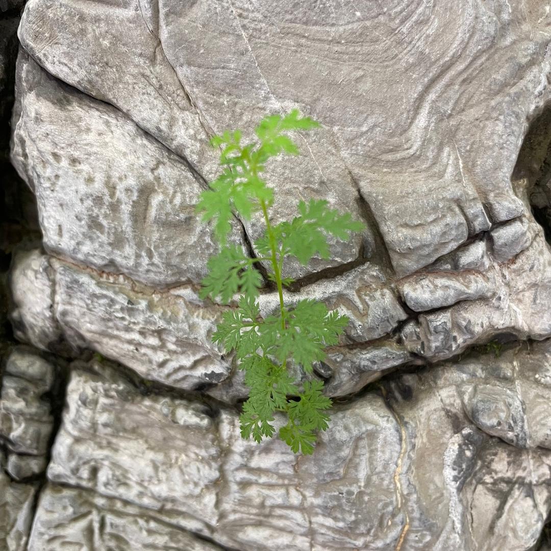 沉默代替所有