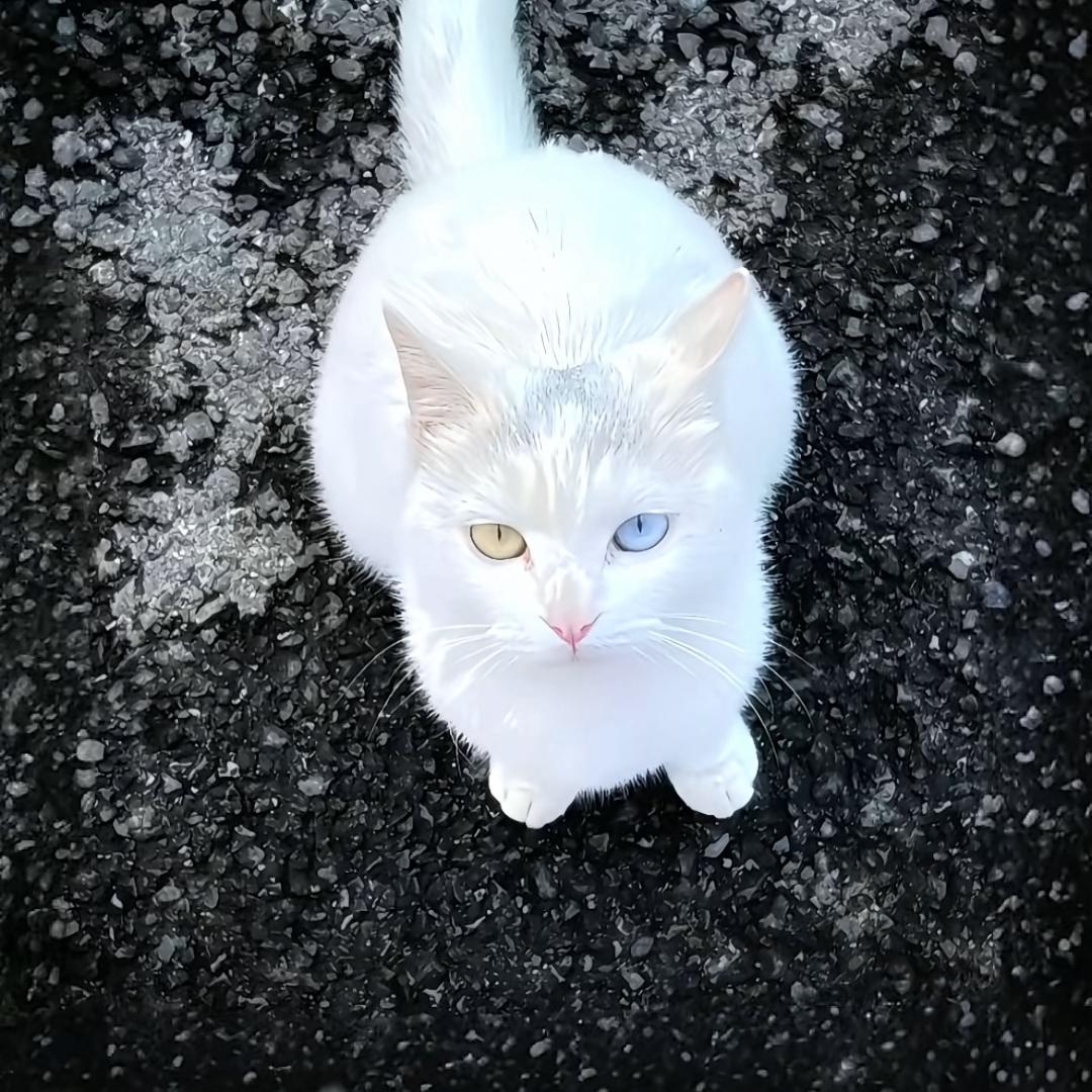 梅子熟了.