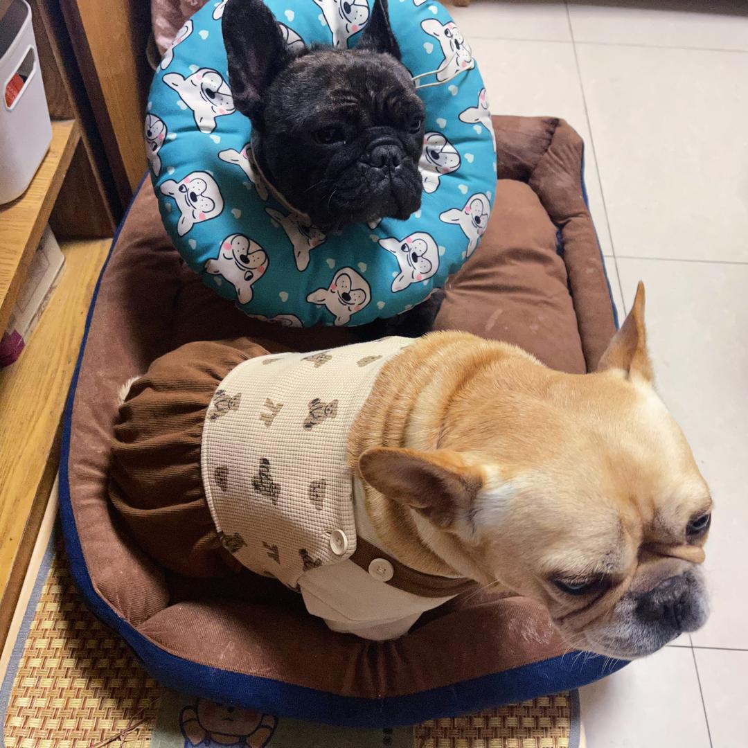 法猪石头&伊万