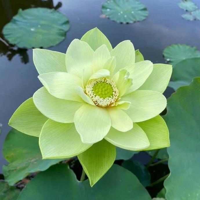 用莲花1