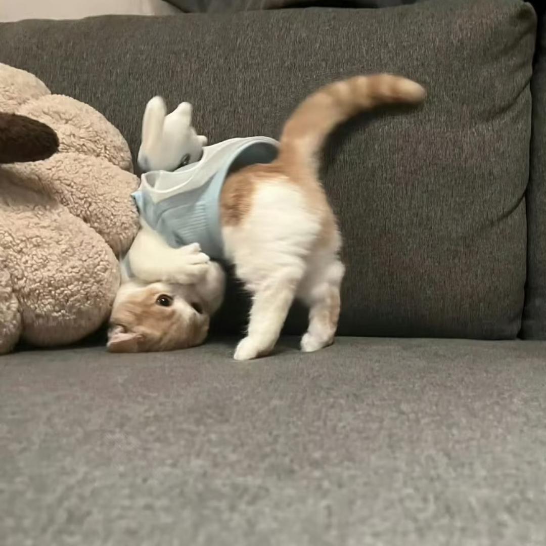 酸奶