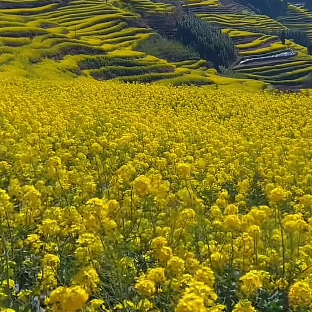 有事没事神舞四