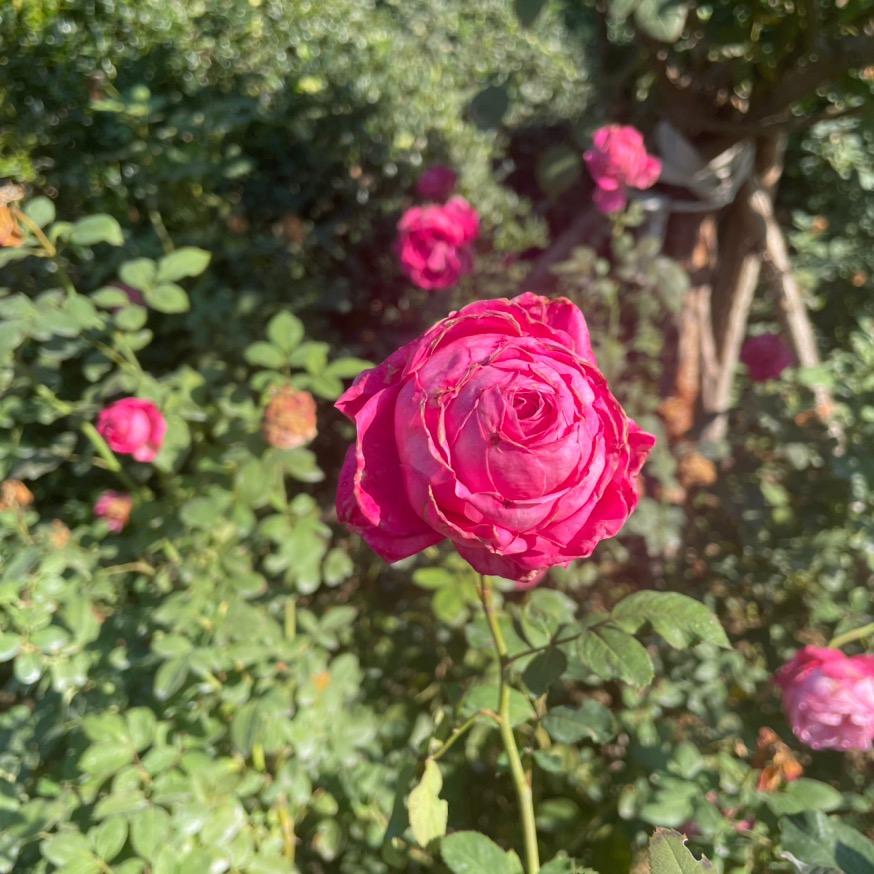 大哥爱看电视剧