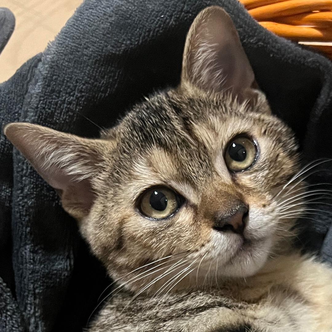 王二喵🐱