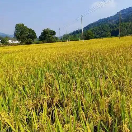 广东台山优质丝苗米
