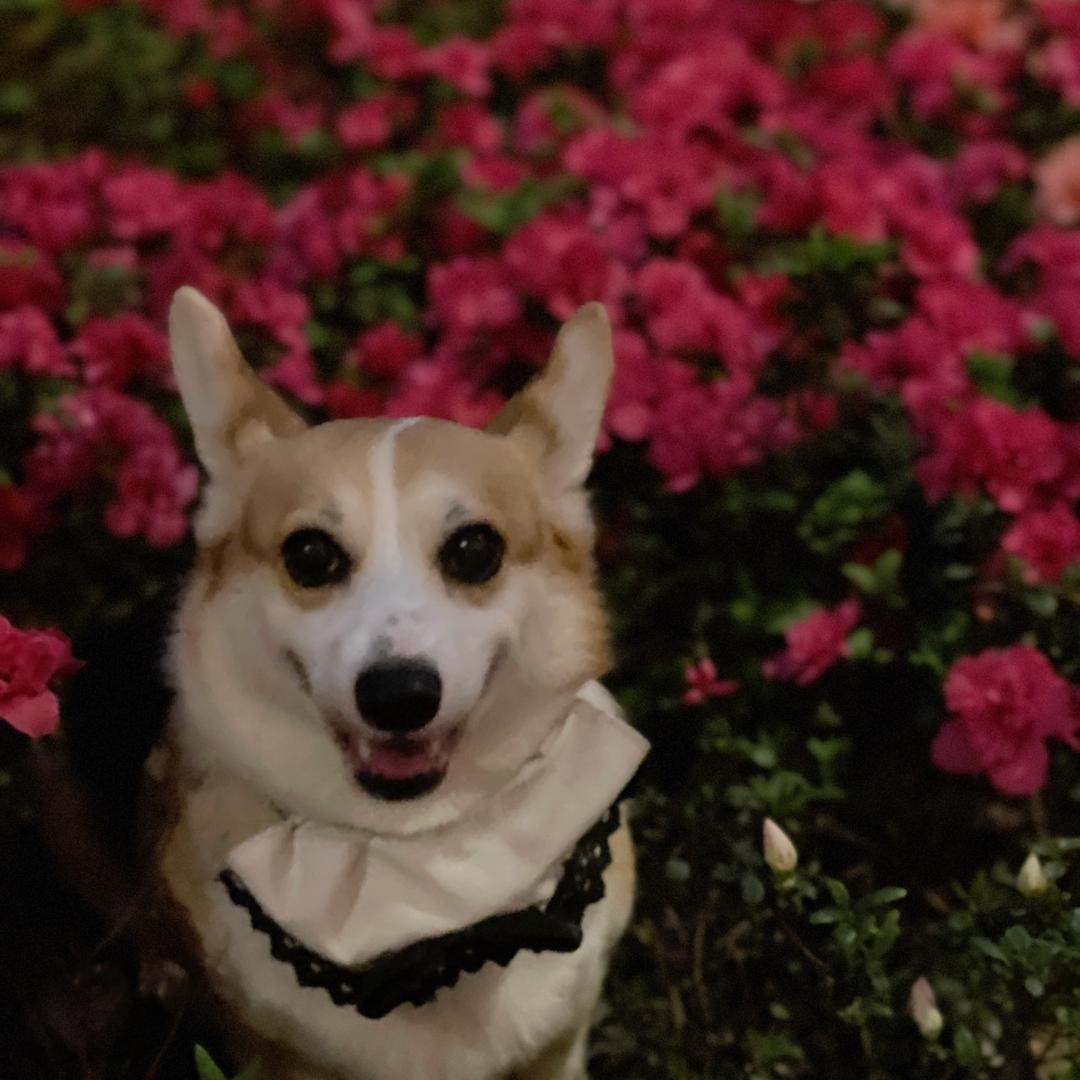 和小狗一起努力