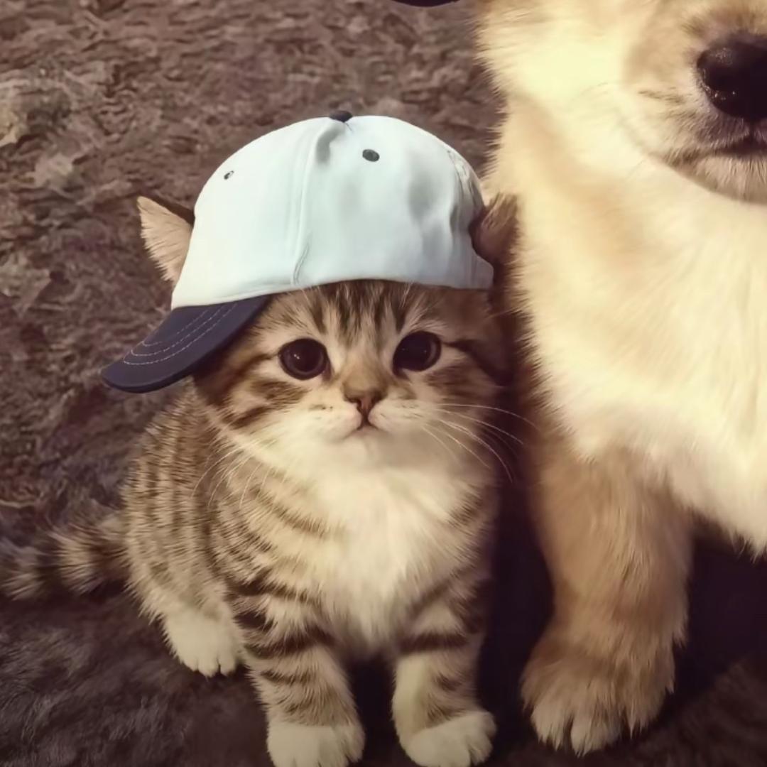 睡觉爱打呼噜💤