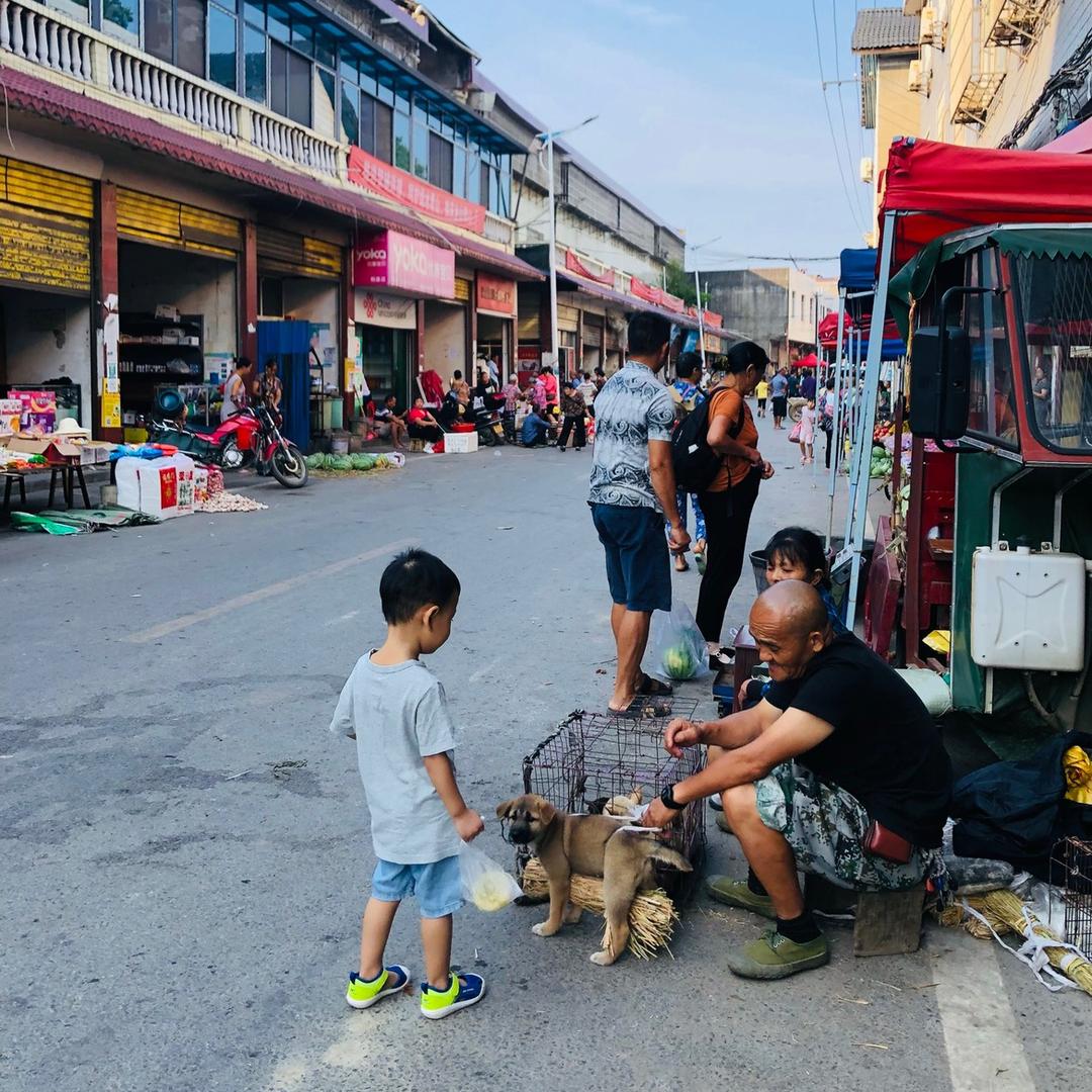 可乐外婆在铜鼎🐯