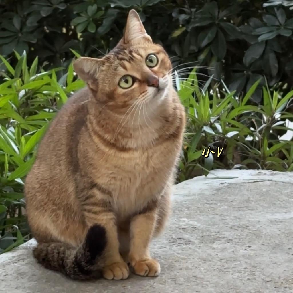 安安努力赚钱养猫
